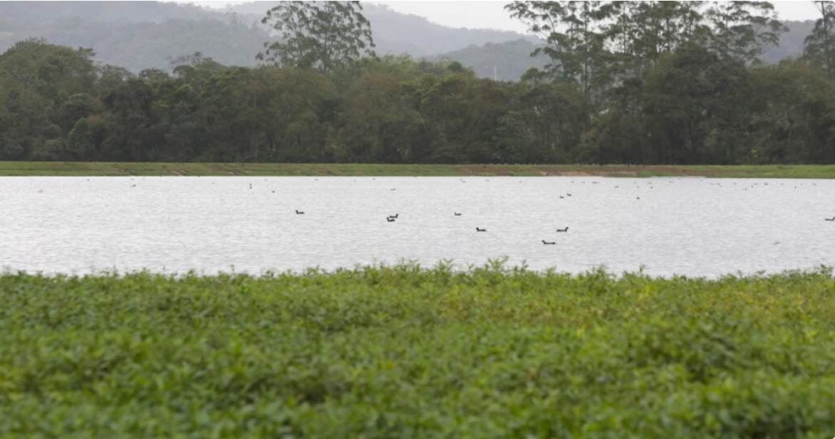 Estudos para requalificação ambiental das lagoas de estabilização da ETE Jarivatuba seguem em andamento
